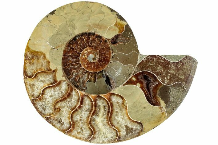 Bargain, Cut & Polished Ammonite Fossil (Half) - Madagascar #230047